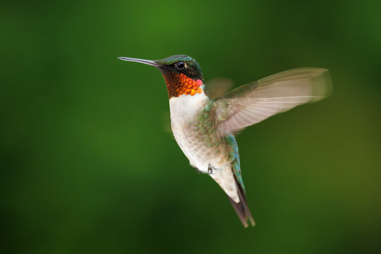 Hummingbird