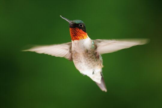 Hummingbird