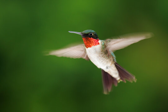 Hummingbird