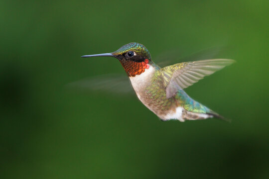 Hummingbird