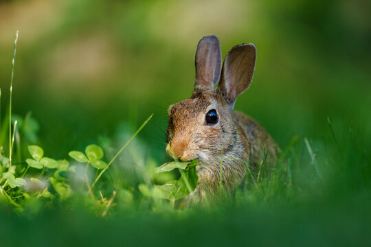 Eastern Cottontail