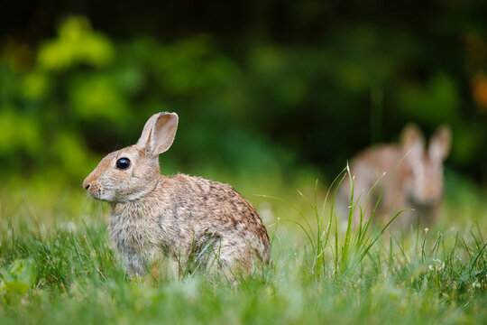 Eastern Cottontail Rabbits