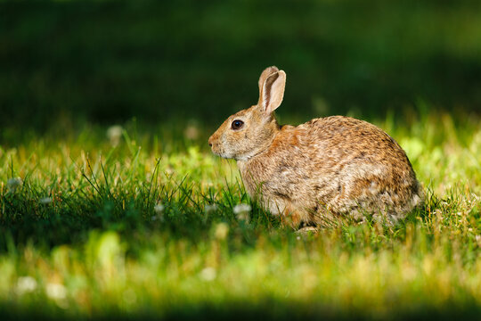 Eastern Cottontail