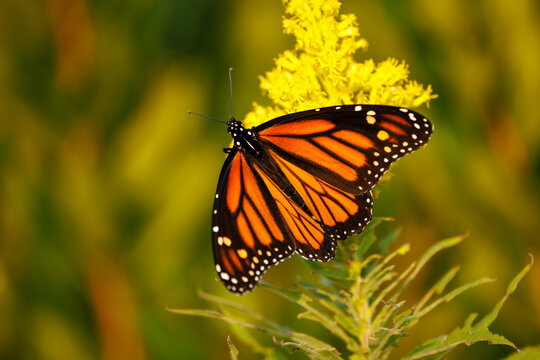 Monarch butterfly
