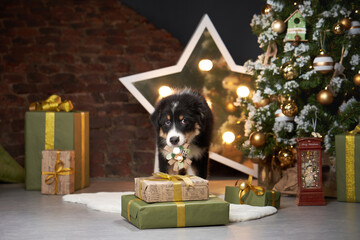 dog by Christmas tree. Puppy Australian Shepherd In holiday Decorations