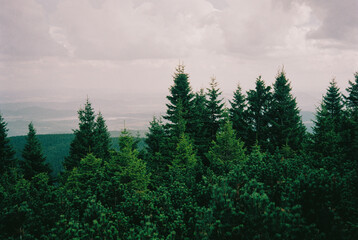 Lush Green Forest of Fir Trees