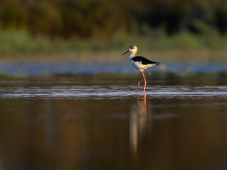 Black-winged Stilt with reflection standing on the pond  