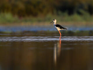 Black-winged Stilt with reflection standing on the pond  