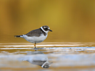 Common Ringed Plover  with reflection standing on the pond  on yellow orange background