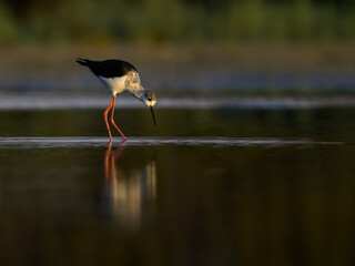 Black-winged Stilt with reflection standing on the pond  