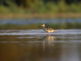 Common Redshank with reflection standing on the pond  