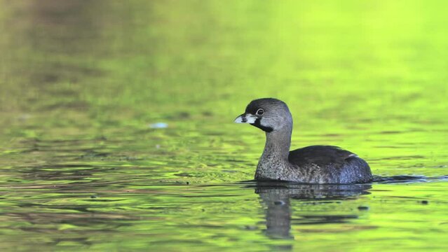Wild pied-billed grebe, podilymbus podiceps swimming and paddling across the rippling freshwater lake with green foliages reflected on the water surface, wildlife close up shot.