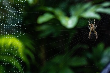 Garden Spider Araneus Diadematus and spider web