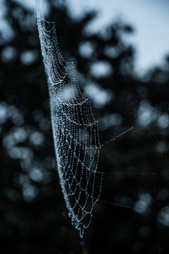 Spider web