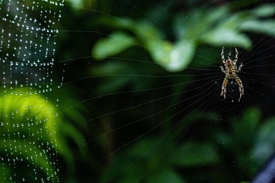 Garden Spider Araneus Diadematus  and spider web