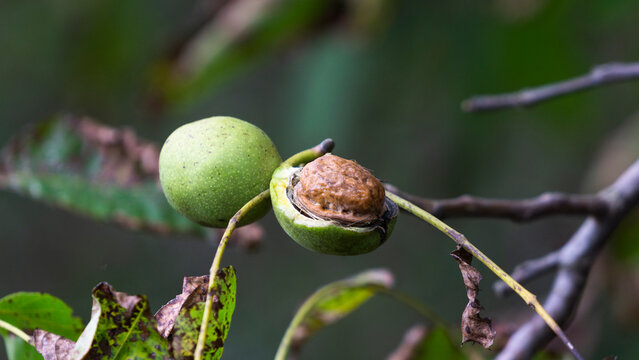 Walnuts