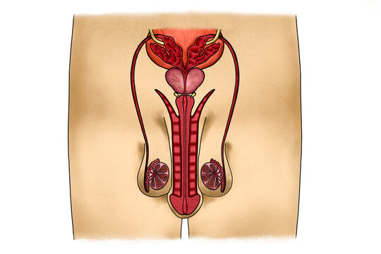 Male reproductive system with different tissues in a body