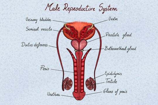 Anatomy of a male reproductive system illustration, labelled parts