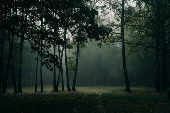 Foggy autumn forest