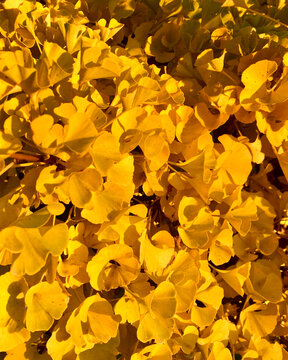 Close-up Image of Autumn Ginkgo Biloba Leaves