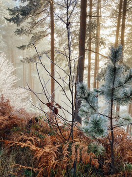 Chilly Autumn Scene in the Forest