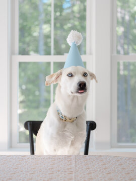 Dog celebrating its first birthday