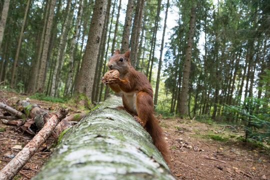 Squirrel with walnut