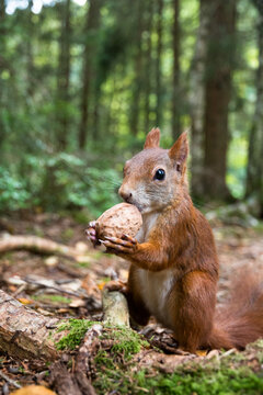 Squirel with walnut