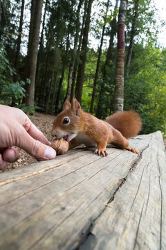 Feeding a squirel