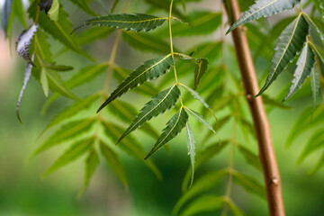 A branch of neem tree leaves. Natural Medicine.