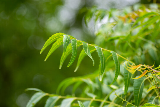 A branch of neem tree leaves. Natural Medicine.
