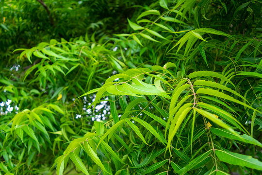 A branch of neem tree leaves. Natural Medicine.