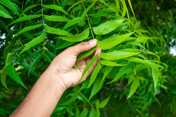 Hand holding neem leaves. Natural medicine.