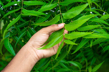 Hand holding neem leaves. Natural medicine.