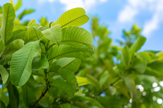 Fresh green guava leaves and branch on the tree