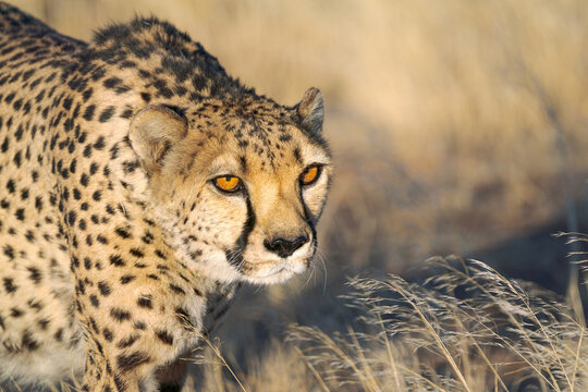 Beautiful cheetah looking for a prey in the African savanna