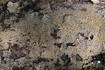 Close up piece of old tree bark with crevices