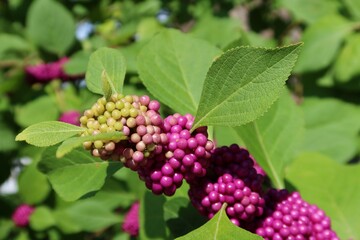 Callicarpa berries on natural green leaves background in Florida nature