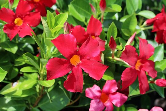 Red mandevilla flowers on green leafs background in Florida nature