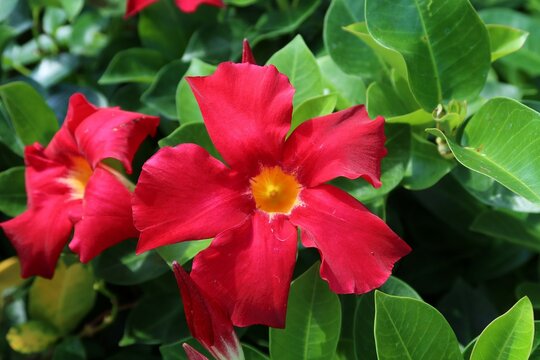 Beautiful red mandevilla flowers in Florida zoological garden, closeup