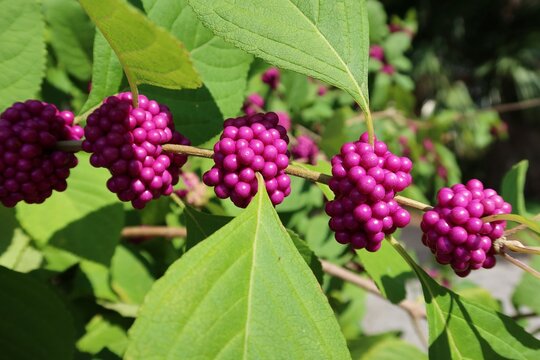 Beautiful purple callicarpa on the bush in Florida nature, closeup