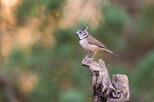 European Crested Tit In A Coniferous Forest  