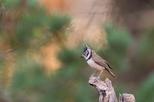 The Restless Crested Tit Perched On A Tree Trunk 