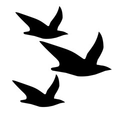 bird silhouette flying at sunset