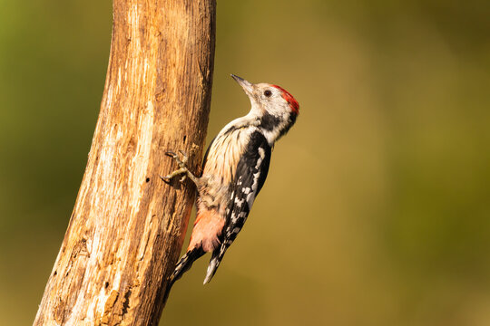 Middle Spotted Woodpecker Perched On A Tree Branch  