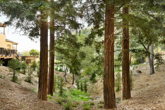 Drought tolerant landscaping