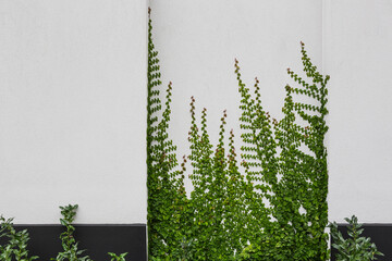 Creeping fig vine plant on a rendered white wall horizontal