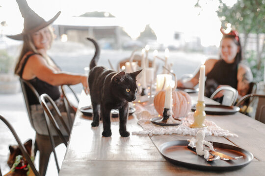 friends in costume relax with black cat at festive outdoor table