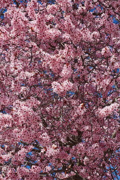 Blossom