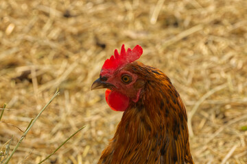 A Rooster at a Farm